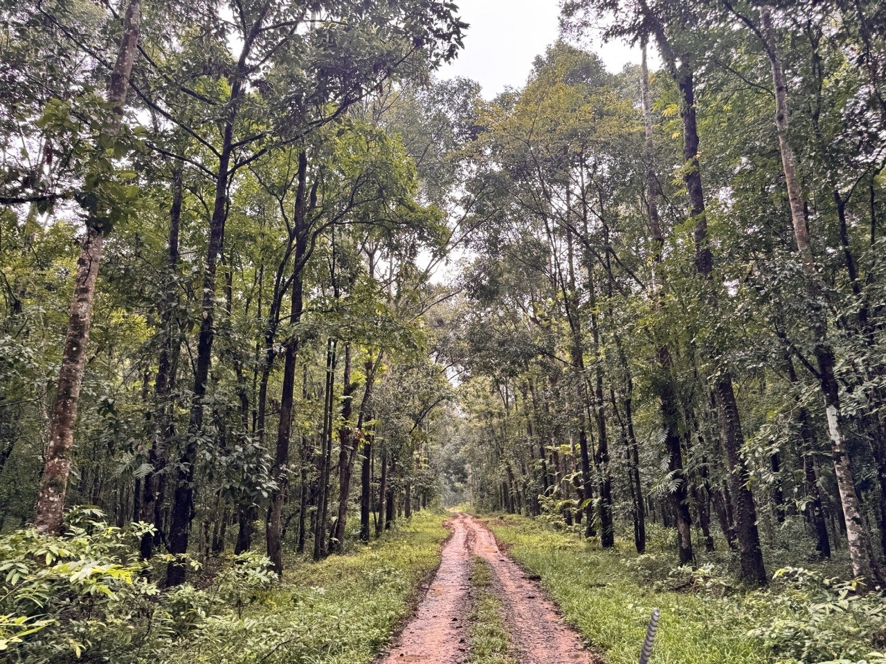 dong-nai-chuan-bi-khai-thac-3-san-pham-trekking-tai-vuon-quoc-gia-cat-tien-travelmagazin-2-1783763924.jpg