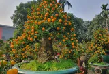 Cận cảnh chậu quất thân to như cây bưởi, được định giá 300 triệu đồng, chỉ cho thuê chứ không bán