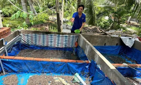 Thanh niên khởi nghiệp với mô hình nuôi ếch giống mang lại thu nhập cao