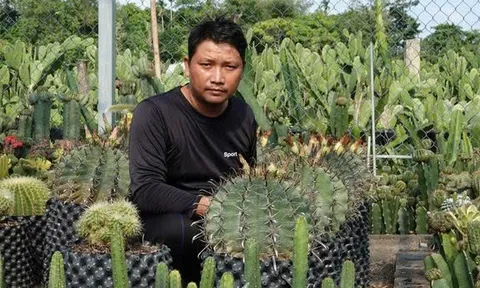 Trồng cây xương rồng thu lãi khủng hàng năm