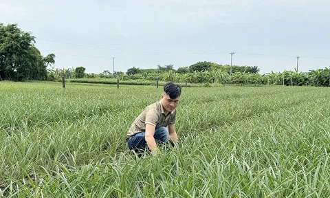 Thanh niên Nam Định tự tin khởi nghiệp, phát triển kinh tế cho hiệu quả cao