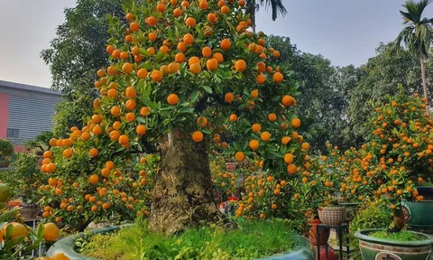 Cận cảnh chậu quất thân to như cây bưởi, được định giá 300 triệu đồng, chỉ cho thuê chứ không bán