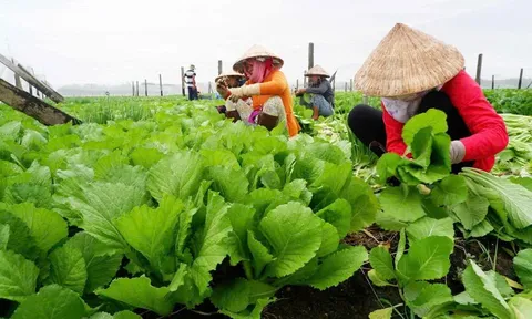Thuốc trừ sâu bệnh bằng thảo mộc